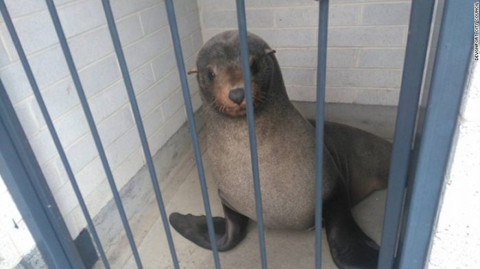 Seal found in Tasmania public toilet